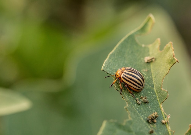 Colorado potato beetle