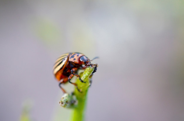 Colorado potato beetle