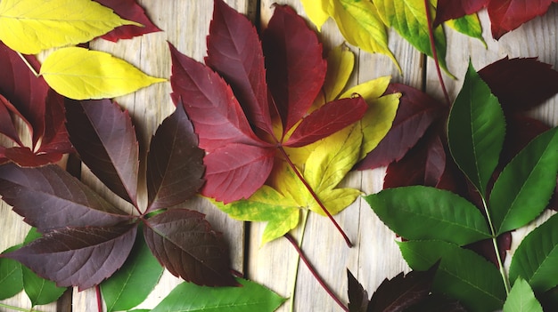 Colored autumn leaves on table wood. Top view