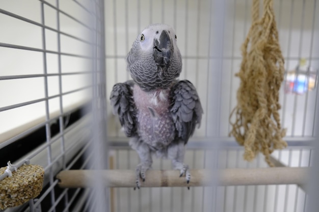 colored bird in the cage