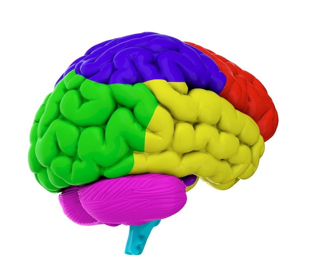 Colored brain