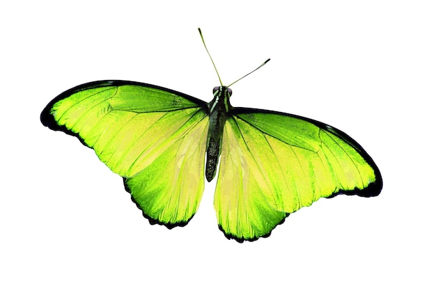 Colored butterfly isolated on a white background. High quality photo