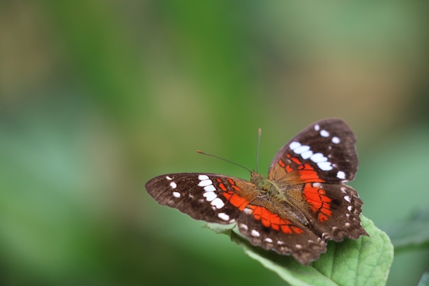 Colored butterfly