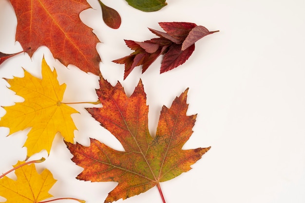 Colored fallen maple leaves on a white backdrop with copy space for text concept of fallen leaves