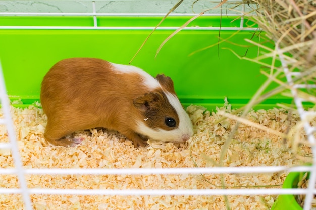 Colored guinea pig in a green cage with hay and a feeder with food