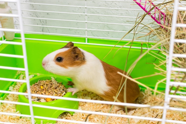 Colored guinea pig in a green cage with hay and a feeder with food