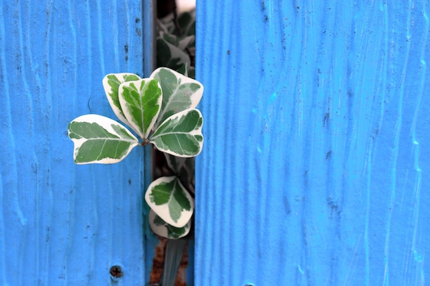 colored leaves outside the fence