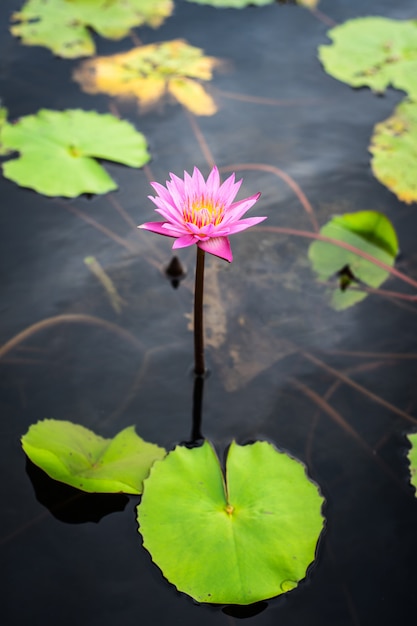 Colored lotus flower on the water