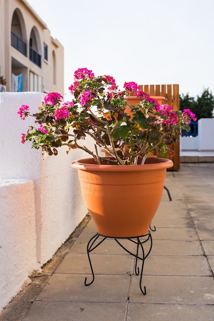 Colored potted plants. Different potted plants and seedlings