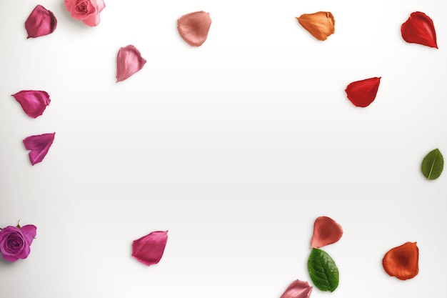 Colored rose petals clean minimal background