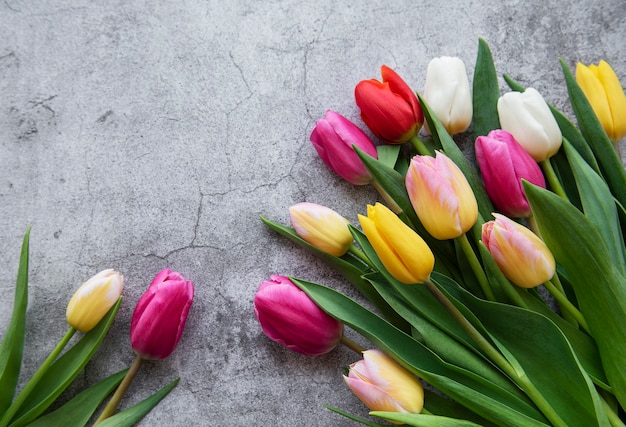 Colored spring tulips on a concrete background