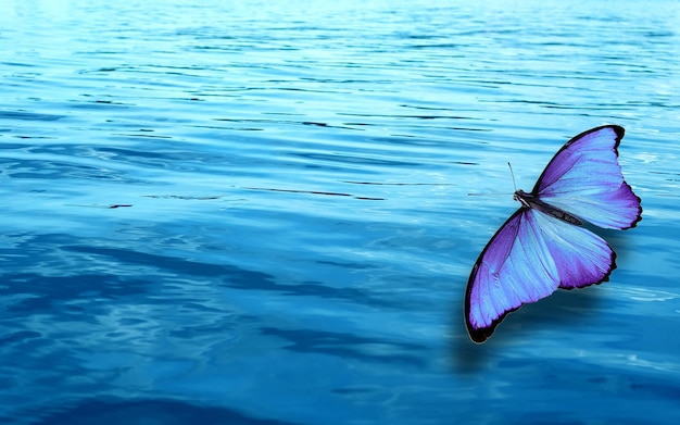 Colored tropical butterfly on a background of blue water