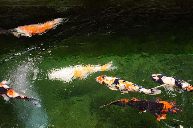 Colored varieties japan fancy carp or Koi japanese fish more specifically nishikigoi swimming in freshwater at water pond and pool in garden park at Chiang Rai Thailand