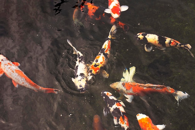 Colored varieties japan fancy carp or Koi japanese fish more specifically nishikigoi swimming in freshwater at water pond and pool in garden park at Chiang Rai Thailand