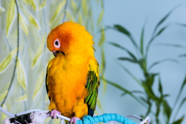 Photo colorful adorable sun conure parrot sitting