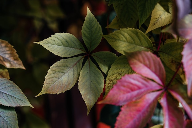 Colorful atumn leaves of virginia creeper covering the fence, the natural texture of multicolored fall vine leaves background, ivy wall background