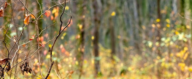 Colorful autumn background with bare branches of deer on blurred background copy space