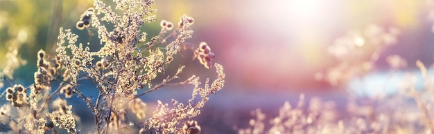 Colorful autumn background with weeds on a blurred background in sunny weather in pastel colors