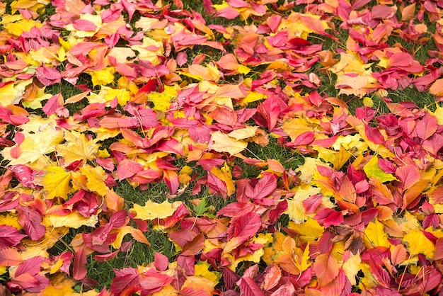 Colorful autumn foliage over grass