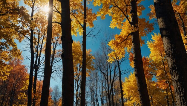 Photo colorful autumn landscape beautiful autumn forest blue sky