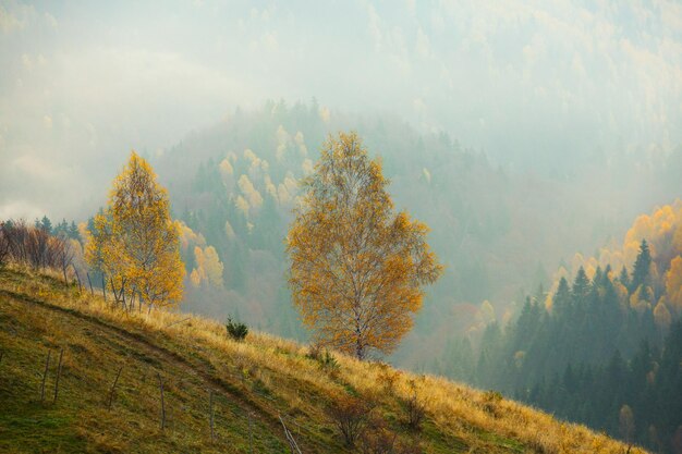 Colorful autumn landscape in the mountain village. Foggy morning in the Carpathian Mountains in Roma