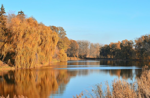 Colorful autumn landscape