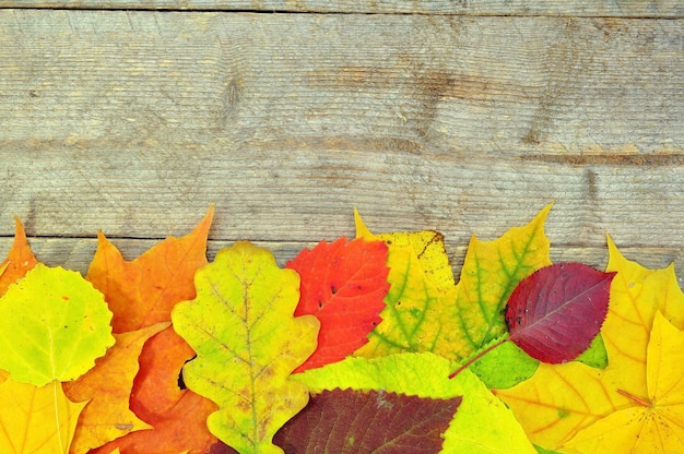 A colorful autumn leaf on a wooden background