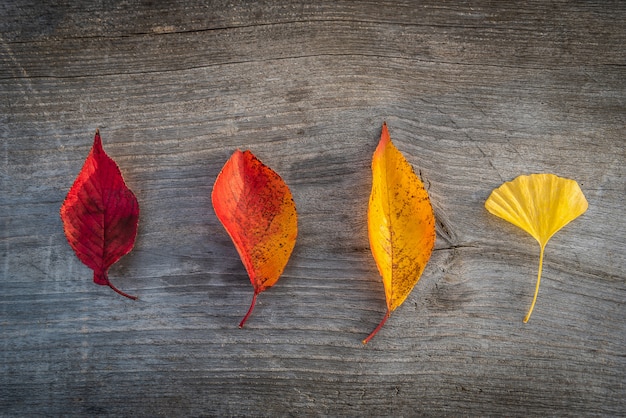 Colorful autumn leaf on wooden table background.