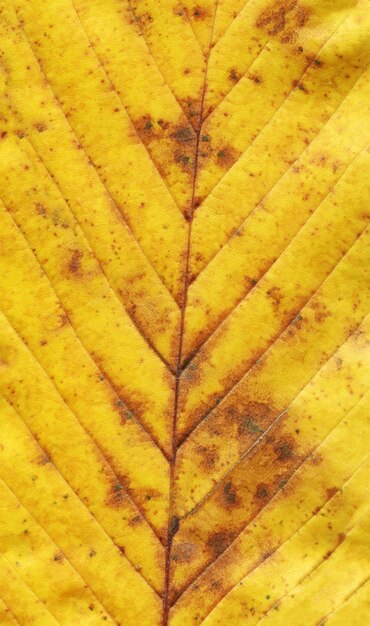 Colorful autumn leaf 