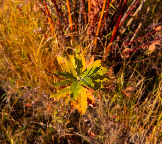 colorful autumn leaves in the forest