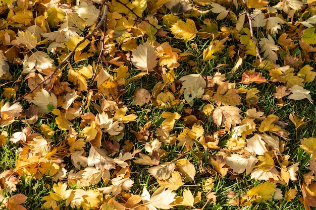 Colorful autumn leaves on a grass. Seasonal background.