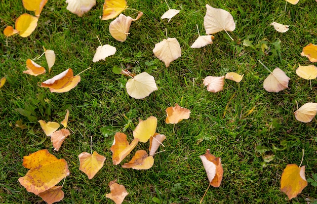 Colorful autumn leaves on green grass