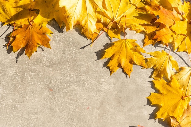 Colorful autumn leaves on a grey stone background. Top view. Copy space