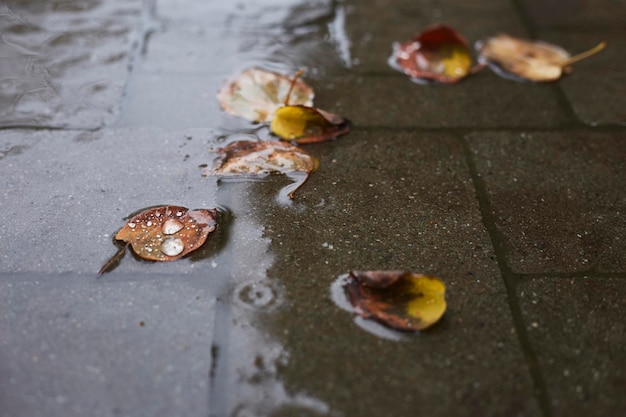 Colorful autumn leaves in a rain puddle Early autumn