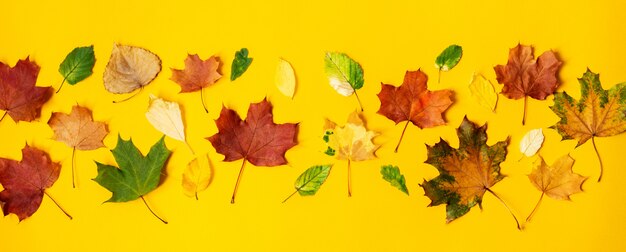 Colorful autumn leaves. Seasonal concept