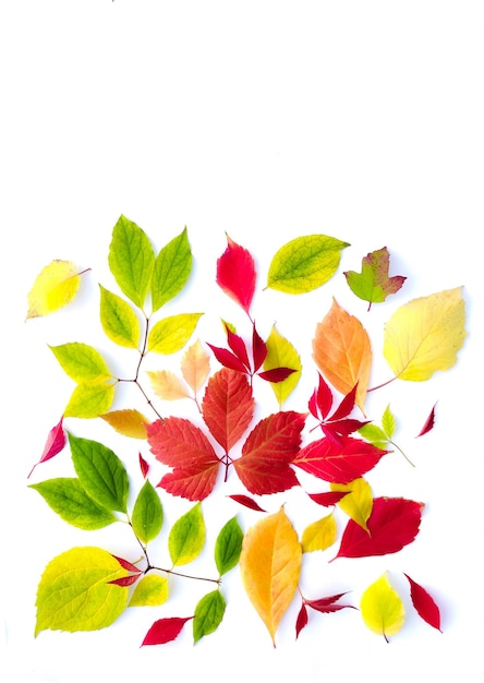 Colorful autumn leaves on a white background