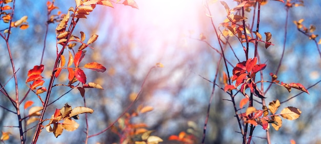 Colorful autumn leaves on young trees in sunny weather Autumn background