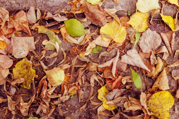 Colorful autumn leaves