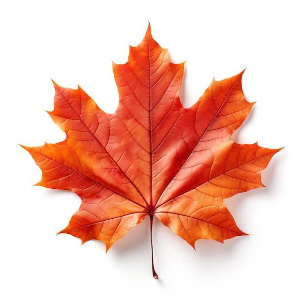 Colorful autumn maple leaf cut out