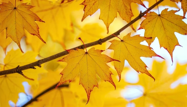 Colorful autumn maple leaves on a tree branch Golden autumn foliage leaves background with copy space