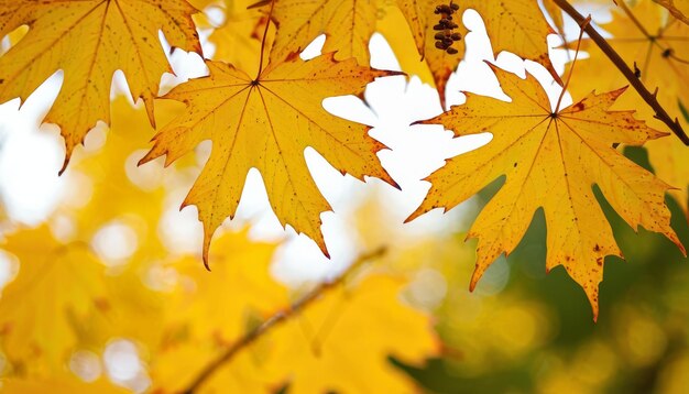 Colorful autumn maple leaves on a tree branch Golden autumn foliage leaves background with copy space