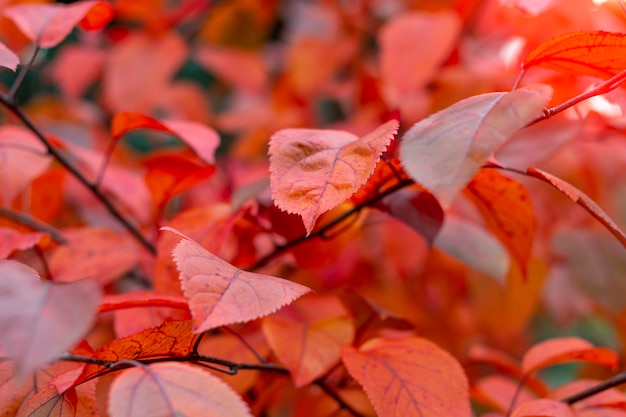 Colorful autumnal background with red leaves close up. 