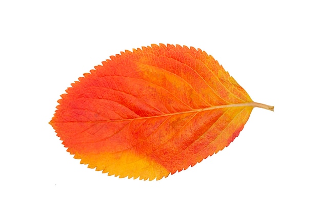 Colorful autumnal leaf isolated on a white background