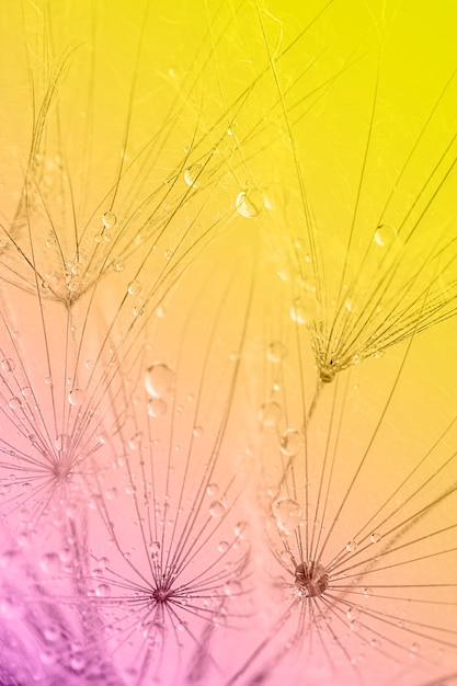 Colorful background of dandelion flower. Close up, selective focus