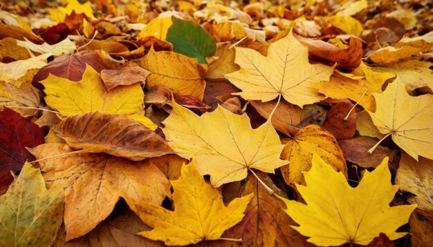 Colorful background made of fallen autumn leaves