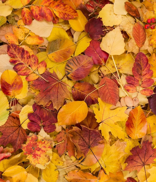 Colorful background with fallen autumn leaves red yellow and orange colors