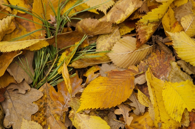 Colorful beautiful background of fallen leaves Autumn leaves lying on the ground Sunny autumn background