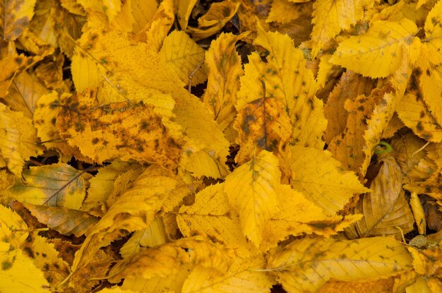 Colorful beautiful background of fallen leaves Autumn leaves lying on the ground Sunny autumn background