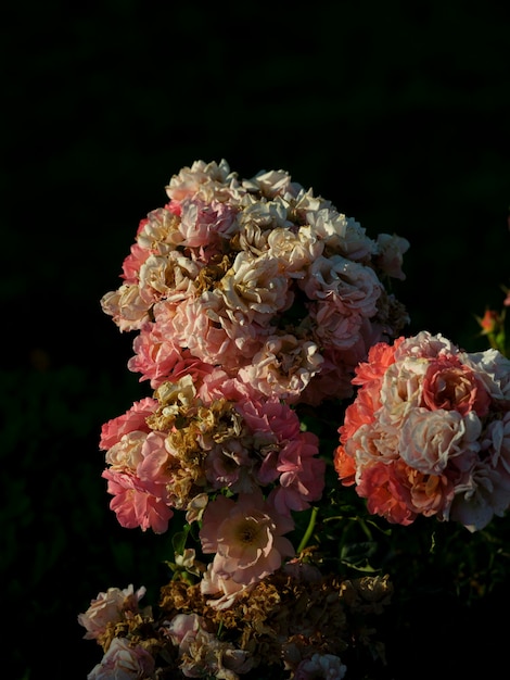 Colorful and beautiful flowers in nature