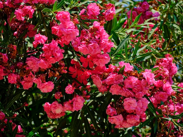 Colorful beautiful flowers on a sunny day